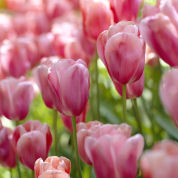 Tulip Late flowering 'Menton'